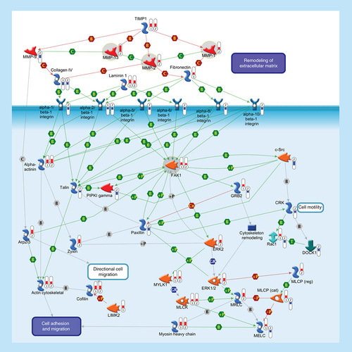 Figure 4.  Cell adhesion.ECM remodeling is involved in normal physiological processes, such as cell motility and adhesion. MMPs are a family of proteolytic enzymes that degrade various components of the ECM in these processes. Endogenous TIMPs, such as TIMP1, reduce excessive proteolytic ECM degradation by MMPs. Integrins are heterodimeric cell surface adhesion receptors formed by two noncovalently associated subunits, alpha and beta. Most integrins recognize several ECM proteins, such as Laminin 1, Fibronectin and Collagen IV, whereas alpha-5/beta-1 integrin recognizes only Fibronectin. The ECM, integrins and the cell cytoskeleton interact at sites called focal contacts. The integrin-binding proteins Paxillin and Talin recruit FAK1 to focal contacts. Activated Talin binds to PI(4,5)P2 producing enzyme PIPKI gamma and activates it. PIPKI gamma also can be stimulated by tyrosine-protein kinase c-Src and FAK1 phosphorylation. Integrin clustering promotes FAK1 autophosphorylation, thereby creating a binding site for c-Src. Phosphorylation of FAK1 by c-Src maximizes catalytic activity of FAK1 and creates a binding site for GRB2, thereby leading to the activation of ERK1/2. ERK2 phosphorylates FAK1 and decreases Paxillin binding to FAK1. Within focal contacts, FAK1-c-Src-mediated phosphorylation of Paxillin promotes ERK2 binding. ERK2-mediated phosphorylation of Paxillin can facilitate FAK1 binding to Paxillin and enhance FAK1 activation. ERK2-mediated phosphorylation and activation of MYLK1 contributes to cell-matrix adhesion dynamics. Alpha-actinin is a cytoskeletal protein that crosslinks Actin in actomyosin stress fibers and tethers them to focal contacts. Phosphorylation of Alpha-actinin by FAK1 reduces the crosslinking of stress fibers and prevents maturation of the focal contacts. The Arp2/3 nucleates new Actin filaments from the sides of pre-existing filaments. Activation of LIMK2 leads to phosphorylation and inactivation of actin depolymerizing factor Cofilin, resulting in net increase in the cellular filamentous Actin cytoskeletal. Zyxin is an Alpha-actinin and stress-fiber-binding protein found in mature contacts. Inactivation of the MLCP attenuates phosphorylation of the MELC, MLCK and MRLC, inhibiting the formation of actomyosin stress fibers. CRK facilitates activation of Rac1 by DOCK1. Rac1 leads to activation of MRLC and the Arp2/3 complex. Thermometers represent expression ratio in motor neuron among following conditions: (SALS1/control) and (SALS2/control). Upward thermometrs have red color and indicate expression ratios less than 1 while downward thermometers have blue color and indicate expression ratio less than 1. Pathway objects and links are described separately in the Supplementary Figure 1.