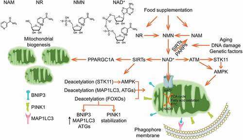 Figure 5. NAD+ boosts mitophagy. Cellular NAD+ could be complemented by food supplementation of the metabolic precursors including NAM, NR and NMN, or synthesized de novo. SIRTs and PARPs are two major NAD+-dependent enzymes catalyzing the NAD+ to yield NAM, which is gradually elevated during aging, DNA damage and other genetic or environmental insults. NAD+ is imported into mitochondria to sustain several mitochondrial metabolisms. It was reported that NAD+ facilitates mitochondrial biogenesis via SIRTs-PPARGC1A axis. Additionally, NAD+ activates AMPK kinase through supporting SIRTs deacetylation of STK11, or through ATM-STK11-AMPK or ATM-AMPK axes. Alternatively, the activated SIRTs could mediate deacetylation of autophagy core components MAP1LC3, ATG5 and ATG7, as well as deacetylation of FOXOs to promote the expression of BNIP3, MAP1LC3 and ATGs, or enhance PINK1 stabilization, which collaboratively strengthen the mitophagy program.