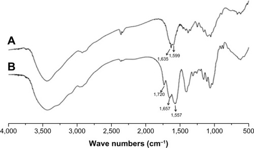 Figure 2 FTIR spectra of CS (A) and NSC (B).Abbreviations: CS, chitosan; FTIR, Fourier transform infrared spectroscopy; NSC, N-succinyl-chitosan.