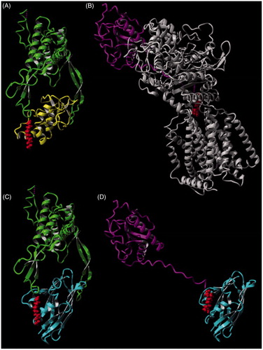 Figure 4. Complexes of Wnt and Hedgehog with their receptors and with Wnt Inhibitory Factor 1. (A) Structure of Wnt8 in complex with the Fz domain of the receptor, Frizzled-8 (4f0a.pdb). The backbone structure of Wnt is shown in green, the Fz domain is shown in yellow, the palmitoleic acid side-chain of Wnt8 is highlighted in red. Note that Wnt8 grasps the Fz domain at two distinct sites and in one of these sites the ligand-receptor interaction is dominated by the palmitoleic acid side-chain of Wnt8. (B) Structure of hedgehog in complex with its receptor, Patched1 (6d4j.pdb). The backbone structure of Patched1 is shown in gray, the palmitoylated N-terminal domain of Hedgehog is shown in magenta, the palmitoyl moiety is highlighted in red. Note that that the palmitoylated N terminus of the extended N-terminal part of the ligand inserts into a cavity between the extracellular domains of Patched1. (C) Model of the complex formed by interaction of Wnt (4f0a.pdb) with the WIF domain of Wnt Inhibitory factor 1 (2ygn.pdb). The backbone structure of palmitoleoylated Wnt is shown in green, the WIF domain is shown in blue. Note that in this model the palmitoleic acid moiety of Wnt (highlighted in red) inserts into the alkyl-binding site of the WIF domain of Wnt Inhibitory factor 1. (D) Model of the complex formed by interaction of the palmitoylated N-terminal domain of Hedgehog (6d4j.pdb) with the WIF domain of Wnt Inhibitory factor 1(2ygn.pdb). The backbone structure of the N-terminal domain of Hedgehog is shown in magenta, the WIF domain is shown in blue. Note that in this model the palmitoyl moiety of Hh (highlighted in red) inserts into the alkyl-binding site of the WIF domain of Wnt Inhibitory factor 1.
