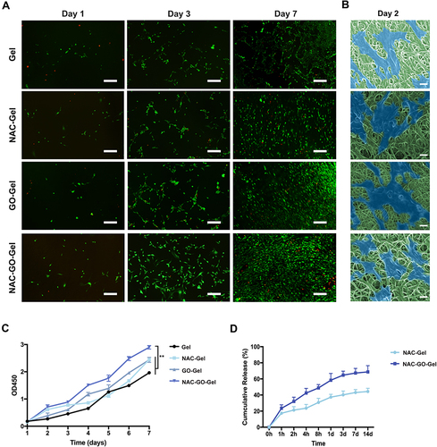 Figure 3 In vitro biocompatibility of the scaffolds. (A) Confocal fluorescent images for CAM/PI staining of human dermal fibroblasts on the scaffolds after 1, 3, and 7 days of culture (scale bar=200 μm); (B) FESEM images of human dermal fibroblasts on the scaffolds after two days of culture (scale bar=10 μm); (C) CCK8 assay results of human dermal fibroblasts seeded on the scaffolds. The fibroblasts had the best cell proliferation rates on the NAC-GO-Gel scaffold compared with other groups; (D) NAC release curve of NAC-Gel and NAC-GO-Gel scaffolds. The navy-blue curve shows that the NAC-GO-Gel had a sustainer drug release ability (mean ± SD, **P < 0.01).