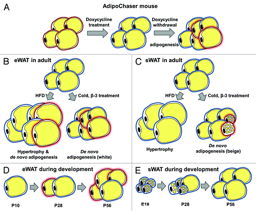 Figure 1. Schematic model showing the AdipoChaser mouse model and adipogenesis found in different fat depots. (A) The AdipoChaser mouse model: Prior to doxycycline treatment, every white adipocyte is LacZ-negative (adipocytes surrounded by red circles). After doxycycline exposure, all white adipocytes are LacZ-positive (adipocytes surrounded by blue circles). After doxycycline withdrawal, if mice are kept under conditions that induce adipogenesis, new adipocytes will be observed as LacZ-negative adipocytes (adipocytes surrounded by red circles with red glow). (B) Adipogenesis in eWAT in adult mouse: Prolonged HFD feeding (more than 1 mo), cold exposure, and β-3 treatment induce adipogenesis (white adipocyte) in eWAT. (C) Adipogenesis in sWAT in the adult mouse: HFD feeding only induces hypertrophy in sWAT; cold exposure and β-3 treatment-induced beige adipocytes within sWAT are from de novo adipogenesis. (D) The development of eWAT: Adipocytes in the eWAT are differentiated postnatally between birth and sexual maturation. LacZ expression in adipocytes is pulsed at postnatal day (P) 10 (doxycycline withdrawal), new white adipocytes are observed at P28 and there are more white adipocytes by P56. (E) The development of sWAT: All the adipocytes in the sWAT start to differentiate between embryonic day (E) 14 and E18, but the differentiation takes much longer and finishes postnatally. LacZ expression in adipocytes is pulsed at E18 (doxycycline withdrawal), no new white adipocytes are observed at P28 or P56.