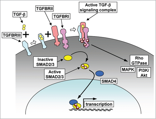 Figure 2. TGF-β signaling. TGF-β signaling can be initiated by binding of TGF-β to TGF-β receptor type III (TGFBRIII), which can then assemble with TGF-β receptors types II and I (TGFBRII, TGFBRI) to form an active signaling complex. In the canonical signaling pathway, the active signaling complex phosphorylates the receptor SMADs (SMAD2 and SMAD3), which then associate with SMAD4, translocate to the nucleus and affect gene transcription. In the noncanonical pathway, phosphorylation of the TGF-β receptor complex leads to activation of cytosolic signaling pathways, including MAPK, PI3K/Akt, and Rho GTPases.