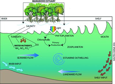 Figure 5. Interlinkage among different nutrients, phytoplankton, primary production, and environmental parameters in Sibuti mangrove estuary, Sarawak, Malaysia (Saifullah et al. Citation2014b).