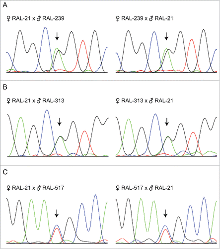 Figure 4. Sanger sequencing chromatograms of different wild-type Dube3a coding SNPs does not indicate imprinting or preferential expression. Total fly head RNA from reciprocal crosses with different coding SNPs present in Dube3a was DNase I treated and converted to cDNA. Sanger sequencing was performed on amplified cDNA using primers flanking the SNP to identify the expression of paternally or maternally inherited Dube3a alleles. In all alleles tested, we found similar expression levels of maternally and paternally inherited alleles as indicated by 2 peaks at each SNP of the same height (arrows).