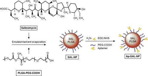 Figure 1 The preparation procedure of SAL-NP or Ap-SAL-NP.Notes: Briefly, salinomycin was loaded on the PLGA-PEG-COOH nanoparticles with an emulsion/solvent evaporation method to develop SAL-NP; Ap-SAL-NP was developed by conjugating CD133 aptamers to SAL-NP by an EDC/NHS technique.Abbreviations: Ap-SAL-NP, salinomycin-loaded PLGA nanoparticles conjugated with CD133 aptamers; EDC, 1-ethyl-3-(3-dimethylaminopropyl)carbodiimide; NHS, N-hydroxysuccinimide; PEG, polyethylene glycol; PLGA, poly(lactic-co-glycolic acid); SAL-NP, salinomycin-loaded PLGA nanoparticles; SAL, salinomycin; COOH, carboxyl group.