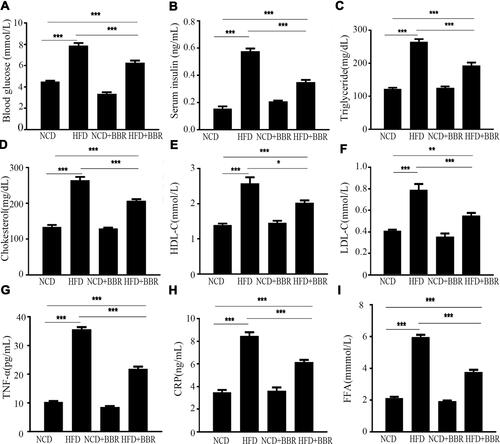Figure 3 The changes of blood glucose (A), serum insulin (B), triglyceride (C), cholesterol (D), HDL-C (E), LDL-C (F), TNF-α (G), CRP (H), and FFA (I) among the NCD, HFD, NCD+BBR, and FHD+BBR groups. *P<0.05; **P<0.01; ***P<0.001.