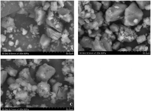 Figure 1. SEM photographs of formulations (A) F1, (B) F2 and (C) F3.