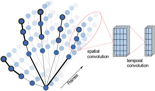 Figure 3. A sequence of hand graphs during a motion. The line width of the graph vertices denotes the learned joint importance of the adaptive GCN. Spatial and temporal convolution is performed on neighboring graph nodes, increasing the number of feature maps and decreasing the number of temporal columns.