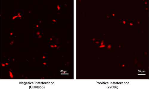 Figure S5 Fluorescent images of the transfected MCF-7 cells.Notes: Negative interference (CON055), transfection with empty vector pGv113; positive interference (22006), transfection with the pGv113-shRNA, in which the red fluorescence is from the transfected red fluorescent protein.Abbreviation: shRNA, short hairpin RNA.