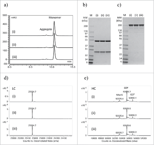 Figure 4. Comparing the quality of a human IgG1 purified by (i) conventional column, (ii) automated tip column and (iii) batch mode. (a) Analytical SEC profiles of purified IgG1. (b) Reduced SDS-PAGE, M: Mark 12 standard. (c) Non-reduced SDS-PAGE. (d) LC-MS intact mass analysis of light chain. (e) LC-MS intact mass analysis of heavy chain. No significant difference in purity or measured masses was observed in purified IgG from automated processes compared to a conventional column process. Glycosylation variants abbreviations: Man5 (Man5GlcNAc2), G0F (GlcNAc2Man3GlcNAc2), G1F (GalGlcNAc2Man3(Fuc)GlcNAc2), where: Man (mannose), GlcNAc (N-acetylglucosamine), Gal (Galactose), Fuc (Fucose).