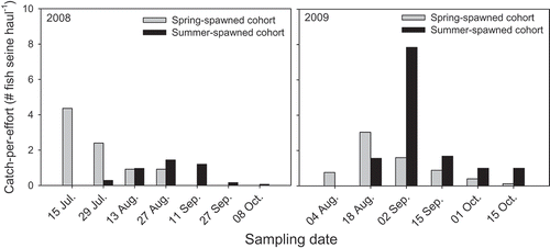 FIGURE 4. Catch per effort of juvenile Bluefish collected during biweekly sampling of the lower Hudson River estuary in 2008 and 2009.