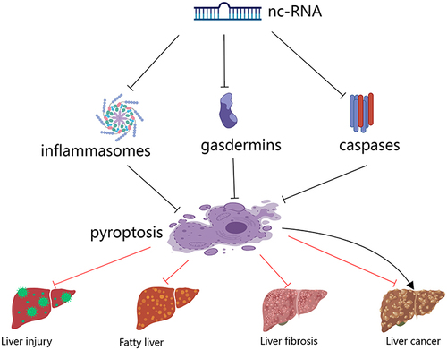 Figure 2 NcRNA regulates major pyroptosis signaling molecules to influence liver disease.