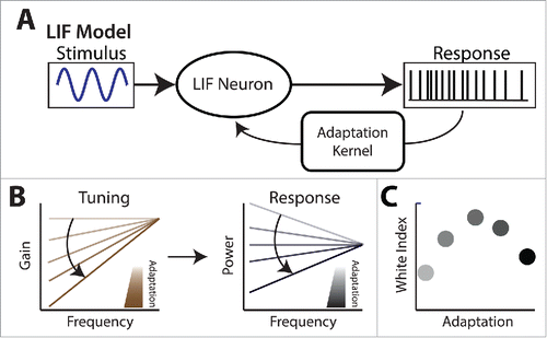 Figure 7. Understanding how SK channels affect both spike frequency adaptation in tuning to second-order stimulus attributes. (A) Schematic showing a simple mathematical model based on the leaky integrate-and-fire formalism. Adaptation is implemented by feeding back a current whose time course decays after each action potential (i.e., the adaptation kernel). (B) Left: varying the adaptation strength in the model leads to tuning curves that are more and more high-pass. Right: when considering natural stimuli for which spectral power decays with increasing frequency, increasing adaptation strength initially leads to a progressive whitening of the response (i.e., the response power spectrum becomes more and more independent of frequency). There is then a given value of adaptation strength for which the response is white. Further increasing adaptation strength leads to a response whose spectral power will increase more and more steeply with increasing frequency (i.e., will not be white). (C) The white index displays a maximum when increasing adaptation strength.