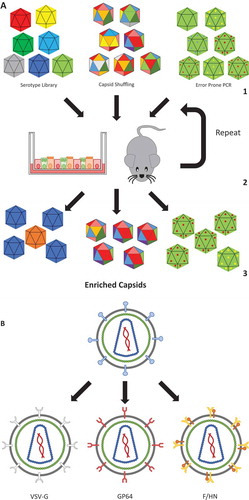 Figure 2. AAV capsid evolution and lentivirus pseudotyping.(a) Directed viral capsid evolution is commonly used to engineer novel capsid variants that are efficient in the transduction of a very specific cell type or tissue. To achieve this, a library of serotypes are used, which could consist of already known serotypes, or novel ones containing random parts of other serotypes (capsid shuffling), or capsids derived by error-prone PCR amplification that usually results in one to three point mutations (1). These libraries are used to transduce a target which can be in-vitro (e.g. an air-liquid interface culture) or in-vivo (e.g. a humanized mouse). Subsequently, the viral genomes are extracted and used to create a new batch of virus (2). Repeating this results in the enrichment of virus variants that are proficient in transducing the target cells (3). The same strategy can also be employed for the evolution of envelope proteins for enveloped viruses. (b) Retroviruses and lentiviruses have their receptor binding proteins (e.g. gp120 and gp41 in the case of HIV1) located on their viral envelope. Such receptor binding proteins can be replaced by envelope proteins to target a desired cell type (for instance the multi-tropic VSV-G or lung-tropic F/HN), via a process called pseudotyping.