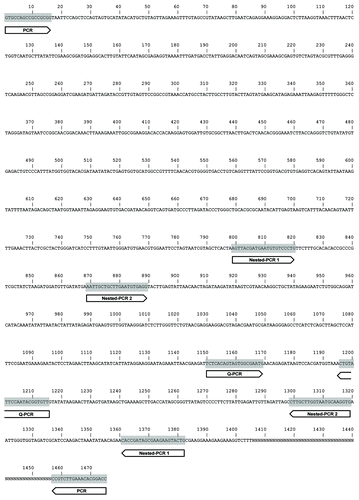 Figure 2. Sequence of the rDNA locus of the parasite infesting Drosophila stocks in the Strasbourg laboratory. Primer pairs used for different PCR techniques are shown within the identified 1475 bp large rRNA fragment of T. ratisbonensis (Strasbourg).