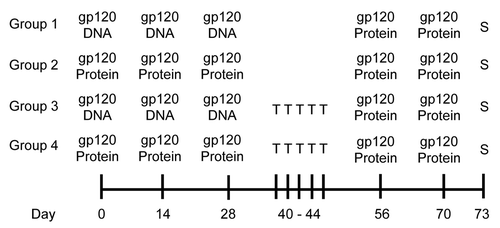 Figure 5. Experimental design for deletion of BCL6. Cre-ERT2 BCL6fl/fl mice were primed with either gp120-encoding DNA or gp120 protein, followed by 2 boosters of gp120 protein, as was done for Figures 3 – 4. Some Cre-ERT2 BCL6fl/fl mice also received 5 i.p. injections of tamoxifen (T) between the prime and boost injections to delete BCL6. Mice were sacrificed 3 d after final injections.