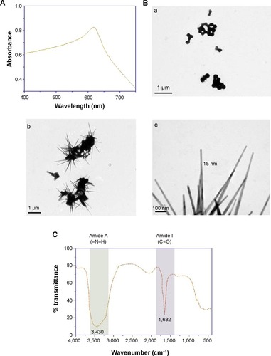 Figure 4 Characterization of biosynthesized SeNrs.Notes: (A) UV–Vis spectrum of SeNrs shows characteristic absorption at ~A620 nm wavelength due to the localized surface plasmon resonance property; (B) the representative TEM micrographs of in situ SeNrs nucleation and growth at different time periods of growth of strain Ess_amA-1 (6 hours, 12 hours, and 48 hours) was carried out on JEM-1010 TEM (JEOL, Tokyo, Japan) at an accelerating voltage of 80 kV; (Ba) shows spherical shape of Se0 irregular nanospheres, after a 6-hour growth period; (b) aggregates of higher aspect-ratio rods emerging from a few growth centers from Se0 irregular nanospheres, after a 12-hour growth period; (c) the length of the structure increased in one dimension and converted into the nanorod-like structure (SeNrs), after 48-hour growth period; (C) FTIR spectrum of biosynthesized SeNrs suggests the presence of proteins/enzymes produced by the strain Ess_amA-1 that are primarily responsible for the nucleation/growth of the SeNrs.Abbreviations: SeNrs, selenium nanorods; TEM, transmission electron microscope.
