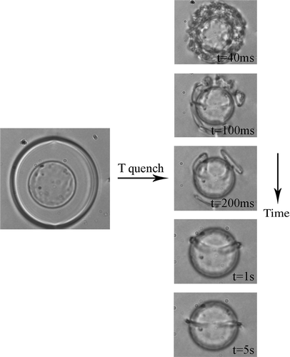 Figure 12. (a) Using heating by laser tweezers, an island of isotropic phase is formed around a colloidal particle. After the light is switched off, a dense tangle of defects is formed, which evolves into a single Saturn ring encircling the particle.