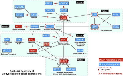 Figure 3 The protein-protein interaction (PPI), functional modules, and hub genes. Five functional modules and six hub genes were identified from the PPI networks that comprised 28 interconnecting genes. Module 1, which is involved with immunity, contained the hub gene, CCL2; Module 2, which is associated with lipid metabolism, included the hub genes LPL and PDK4; Module 3, which is linked to oxidative stress, contained the hub gene FOXO3; Module 4, which is associated with transcriptional regulators, contained the hub gene EGR1; Module 5, which is related to tumor suppression, contained the hub gene DUSP5. Downregulated genes are colored in red; upregulated genes are colored in blue.