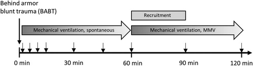 Figure 1. Experimental protocol and temporal overview of sampling. Arrows depict sampling times. MMV = mandatory minute ventilation mode.
