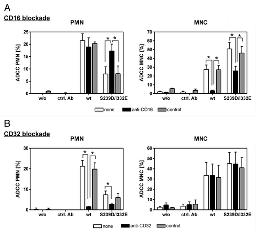 Figure 3. PMN-mediated ADCC is restored by blockade of FcγRIII. In ADCC experiments against A431 cells, PMN from healthy donors were effective with wild type, but not with S239D/I332E mutated anti-EGFR antibody (left panels), while MNC-mediated killing was enhanced with Fc-engineered compared with wild type antibodies (right panels). (A) FcγRIII blockade by anti-CD16 but not by the control antibody restored PMN-mediated ADCC activity (left panel) but impaired MNC-mediated ADCC activity (right panel) triggered by both antibody variants. (B) FcγRII blockade by anti-CD32 almost completely abolished PMN-mediated ADCC activity (left panel) for both antibody variants but did not affect MNC-mediated ADCC activity (right panel). Data are presented as mean ± SEM from three independent experiments with different blood donors. * P ≤ 0.05