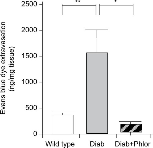 Figure 4 Extravasation of Evans blue into the bladder of wild type, Akita diabetic mice (Diab), and Akita diabetic mice treated with phlorizin (Diab+Phlor), as described in the Methods section.
