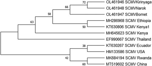 Figure 6. Phylogenetic relationships among SCMV coat protein genes of isolates determined in this study (SCMVKirinyaga, SCMVBomet, SCMVNarok) and those retrieved from GenBank (accession number and geographic region is given). The evolutionary history was inferred by using the Maximum Likelihood method and Jukes-Cantor model. Evolutionary analyses were conducted in MEGA X.