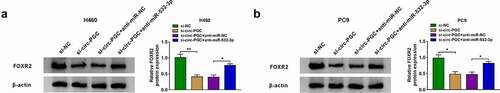 Figure 6. Circ-PGC positively regulated FOXR2 expression by targeting miR-532-3p
