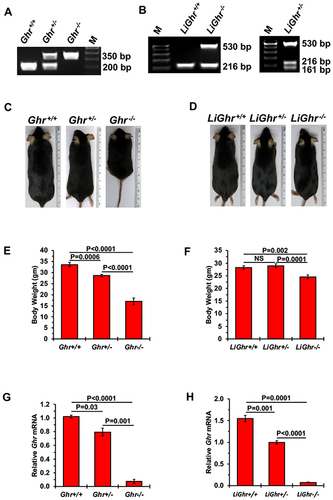 Figure 1 Genotypic and phenotypic features of mice after global and liver-specific disruption of the Ghr gene. (A) Global (Ghr) and (B) liver-specific disruption of Ghr (LiGhr) was confirmed by genotyping using conventional polymerase chain reaction (PCR) from genomic DNA isolated from mice tails as described previously (smaller band denotes Ghr+/+ mice while the larger band denotes Ghr−/− mice). Body sizes of representative mice examples from (C) the global Ghr+/+, Ghr+/-, and Ghr−/−; and (D) the liver-specific LiGhr+/+, LiGhr+/-, and LiGhr−/− mice genotypes. Body weights of mice from the (E) global (n=31 in Ghr+/+, n=31 in Ghr+/-; n=18 in Ghr−/−); and (F) LiGhr+/+, LiGhr+/-, and LiGhr−/− (n=25 in each group) genotype groups. (G) Levels of Ghr mRNA in the livers from global (n=3 in Ghr+/+, n=2 in Ghr+/-, n=3 in Ghr−/−); and (H) liver-specific (n=2 in LiGhr+/+, n=3 in LiGhr+/-, n=3 in LiGhr−/−) genotype groups. Results are shown as means ± SE.