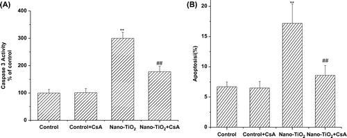 Fig. 3. Effects of MPT pore in nano-TiO2-induced Caspase-3 activation and cell apoptosis of HaCaT cells.Notes: Effects of MPT pore in nano-TiO2-induced (A) Caspase-3 activation and (B) cell apoptosis of HaCaT cells. Cells were treated with 200 μg/mL nano-TiO2 only, or pretreated with CsA (10.0 μM) for 30 min, followed by treatment with 200 μg/mL nano-TiO2. Control was received culture medium only. All samples were irradiated with the UVA light for 1 h and then cultured for 24 h. Results are expressed as mean ± SEM of at least four different experiments (**p < 0.01 represents the comparison with the control group; ##p < 0.01 represents the comparison with the nano-TiO2 group).