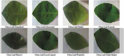 Figure 1. Digital images of 8 citrus leaf varieties