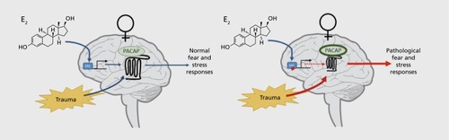 Figure 2. Schematic illustrating the proposed relationship between pituitary adenylate cyclase-activating polypeptide (PACAP)-PAC1 receptor (PAC1R) signaling and fear/stress processes elicited by trauma exposure. (Left) The predominant gonadal hormone in females, estradiol (E,), and trauma both regulate the PACAP-PAC1R system in the female brain to drive normal fear and stress processes. (Right) Females, but not males, with high plasma PACAP38 levels and PAC1R polymorphisms may have altered PACAP-PAC1R signaling, which consequently drives pathological fear and stress processes associated with posttraumatic stress disorder (PTSD). This schematic diagram suggests that the responsiveness of the PACAP-PAC1R system to E, might be important in regulating PACAP-PAC1R activation of fearand stress-dependent pathways and phenotypes that underlie the sex-bias in PTSD prevalence. ERE, estrogen responsive element; E2, estradiol; Trauma, psychological trauma; PACAP, pituitary adenylate cyclase-activating polypeptide