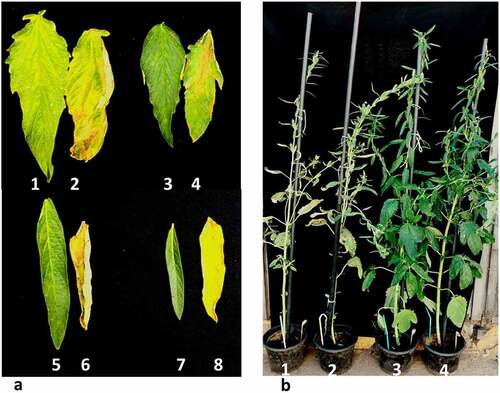 Figure 5. Effect of basta leaf-painting and spraying on sesame plants exhibiting a varying degree of bar gene expression five days post-treatment (0.02% Basta). a. basta-leaf painting derived from transgenic plants (1, 3, 5, and 7) and non-transgenic segregant plants (2, 4, 6, and 8) b. Full-plant spraying with Basta (1) control plant, (2) non-transformed azygous plant, (3) transgenic non-treated plant, and (4) transgenic sprayed plant.