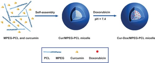 Figure 1 Preparation scheme for doxorubicin-loaded MPEG-PCL nanoparticles. There were two steps involved in the preparation of Cur-Dox/MPEG-PCL. First, Cur/MPEG-PCL was prepared by a self-assembly method. Second, Cur-Dox/MPEG-PCL micelles were prepared by pH-induced self-assembly method.Abbreviations: Cur, curcumin; Dox, doxorubicin; MPEG, methoxy poly(ethylene glycol); PCL, poly(caprolactone).