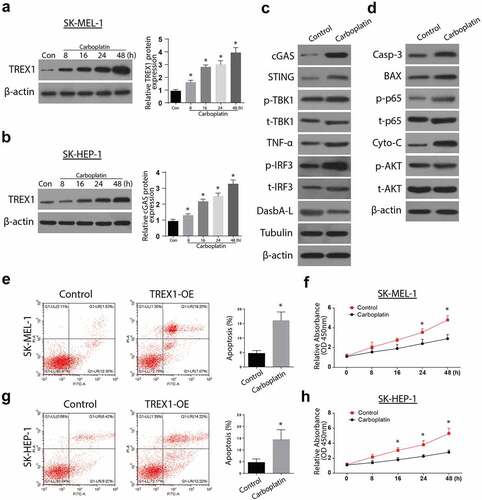 Figure 4. Carboplatin activates TREX1 and induce apoptosis and decrease proliferation in human melanoma through cGAS/STING pathway