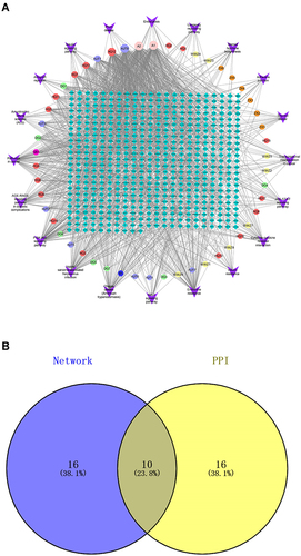 Figure 3 Network diagram and Venn diagram. (A) The inverted triangle node represents the name of the pathway, the octagonal node represents the active ingredient of traditional Chinese medicine, and the diamond node represents the gene. The larger the node area of the traditional Chinese medicine component, the more the number of genes enriched by this component, or the more this component is enriched in the pathway. (B) Venn diagram shows the intersection of the key target genes screened by the drug-disease-pathway network diagram and the key target genes screened by the PPI network.