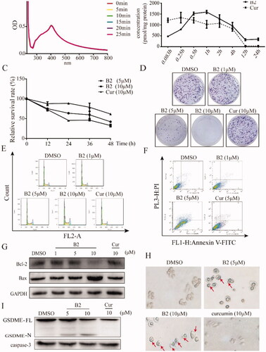 Figure 4. The stability and anti-tumour activity in vitro. (A) The absorption spectrum of B2 at different times was detected by ultraviolet spectra assay. (B) The change in concentrations of B2 and curcumin in H460 cells. (C) The cell survival rate was detected by MTT assay after 12, 24, 36, and 48 h treatment of B2 and curcumin. (D) Clonogenic assay of H460 cells treated with B2 and curcumin as indicated. (E) H460 cells were treated with increasing concentrations of B2 and curcumin. The effect of B2 and curcumin in cell cycle was detected using flow cytometer. (F) The cell apoptosis was detected following the treatment of B2 and curcumin. (G) Western blot was performed to detect the effect of B2 on bcl-2 protein after 20 h treatment. (H) The changes in cell morphology were detected after 28 h of B2 treatment. (I) Western blot was performed to detect the effect of B2 on the pyroptosis-related proteins.