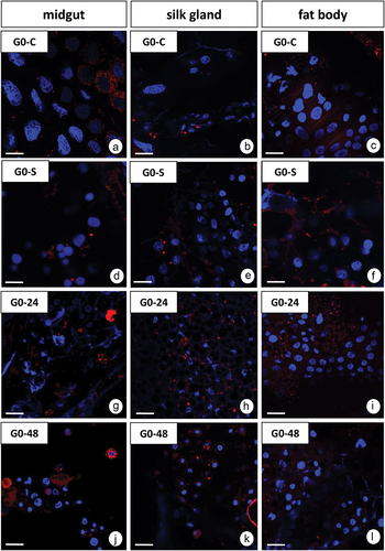 Figure 9. Autophagy in organs of 7th G. mellonella larvae: midgut, silk gland, and fat body. 3D representation of the accumulation of lysosomes and autolysosomes (red signals). Nuclei (blue signals). LysoTracker Red and DAPI staining. Confocal microscope. (a-c) G0-C group. (d-f) G0-S experimental group. (g-i) G0-24 experimental group. (j-l)) G0-48 experimental group. (a, d) Scale bar = 10 μm. (b, e) Scale bar = 14 μm. (c, f) Scale bar = 12 μm. (g, i, j, l) Scale bar = 13 μm. (h, k) Scale bar = 18 μm.