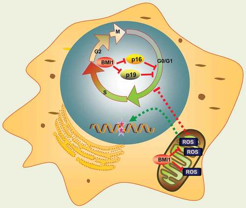 Figure 7. Schematic representation of BMI1 function. Mitochondrial BMI1 inhibits ROS generation through maintaining bioenergetics homeostasis in cells, thus preventing DNA damage, apoptosis and cell cycle arrest. On the other hand, nuclear BMI1 transcriptionally represses p16 and p19 expression and prevents cell cycle arrest.