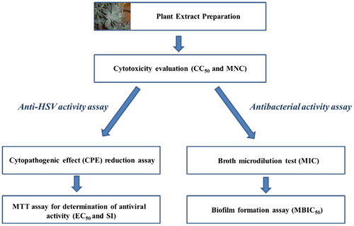 Figure 1. Procedure for evaluation of anti-HSV and antibacterial activities of GP extract in vitro.