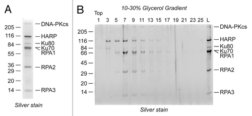 Figure 1. DNA-PK copurifies with HARP and RPA. (A) The HARP-containing complex was purified from HeLa cells by tandem anti-FLAG/anti-HA purification and resolved by SDS-PAGE and silver staining. DNA-PK was identified in the complex by mass spectrometry. (B) HARP, RPA, and DNA-PK co-fractionate on glycerol gradients. The purified HARP complex was resolved on a 10–30% glycerol gradient and the migration of the proteins determined by SDS-PAGE and silver staining.