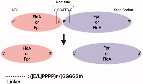 Figure 4. DuaLinX method. In this system, E. coli flavodoxin (FldA) and flavodoxin reductase (Fpr) are fused with a proline- or glycine-rich linker in any of N- or C-termini attachment orientations, through insertion of an NcoI restriction enzyme site between these two genes. Figure created with BioRender.com.