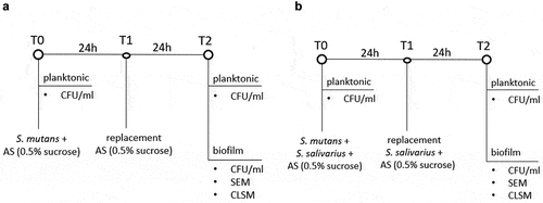 Figure 1.  Experimental scheme of the anaerobic incubation of (a) S. mutans ATCC 25175 (control) and (b) S. mutans and S. salivarius co-cultivation in a flow chamber. S. mutans ATCC 25175 and S. salivarius K12/S. salivarius M18 were suspended in 30 ml AS containing 0.5% sucrose (T0). After 24 h (T1), the medium was replaced with 30 ml AS containing 0.5% sucrose (a) or 30 ml AS containing 0.5% sucrose and the probiotic bacteria S. salivarius K12 and/or S. salivarius M18 (b). Bacteria were incubated for additional 24 h (T2). Planktonic bacteria were quantified at the beginning of the experiment (T0) and after 48 h of incubation (T2). The biofilm formed on the HA discs after 48 h (T2) was analyzed by determining the CFU/ml, SEM, and CLSM.