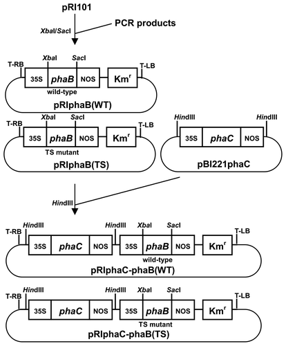 Fig. 1. The plasmids used in this study.Notes: phaC: PHA synthase gene, phaB: acetoacetyl-CoA reductase gene (wild type and TS mutant), 35S: 35S cauliflower mosaic virus promoter, NOS: nopaline synthase terminator, Kmr: kanamycin resistance gene, T-LB and T-RB: left and right borders of T-DNA, respectively.