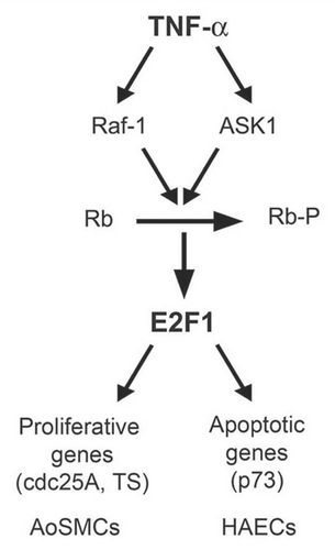 Figure 7 Schematic showing the contrasting roles of TNFα in AoSMCs and HAECs. In HAECs, TNFα stimulation resulted in Rb inactivation by ASK1 leading to elevated E2F1 activation and upregulation of proapoptotic protein p73. resulting in apoptosis.Citation62 Whereas in AoSMCs, TNFα stimulation led to Raf-1-dependent Rb inactivation, elevated E2F1 activity, leading to the expression of proliferative promoters, resulting in increased cell proliferation.