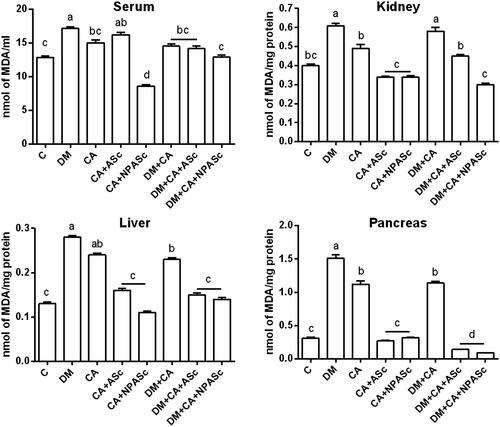 Figure 2. Effect of the treatment with ASc and NPASc on lipoperoxidation levels in serum (nmol of MDA/ml) and tissue (nmol of MDA/mg protein) of rats. Values are expressed as mean ± SEM (n = 6). Mean values with different letters differ (p < 0.05) by the Duncan test. DM: diabetic rats; CA: rats infected with C. albicans; CA + ASc: rats infected with C. albicans and treated with ASc; CA + NPASc: rats infected with C. albicans and treated with NPASc; DM + CA: diabetic rats infected with C. albicans; DM + CA + ASc: diabetic rats infected with C. albicans and treated with ASc; DM + CA + NPASc: diabetic rats infected with C. albicans and treated with NPASc.