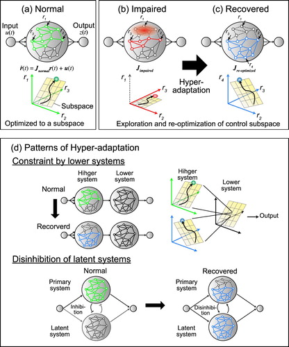 Figure 4. Schematic illustration of the network modeling of normal state and hyper-adaptability.