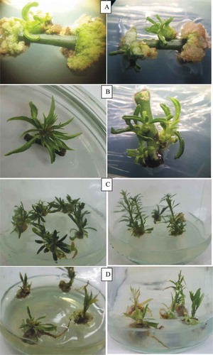 Figure 1. Shooting and rooting of P. scoparia. (A) Shoot induction, (B) shoot growth 2 week after induction, (C) shoot growth after subculture in MS medium supplemented with 1.00 mg/l GA3, (D) rooting.