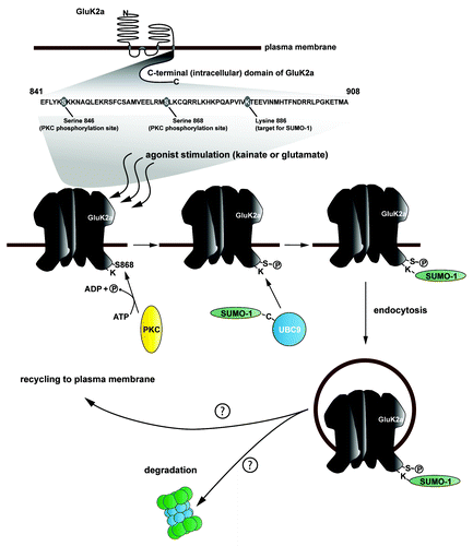 Figure 1. Schematic illustrating the roles of PKC phosphorylation and SUMOylation on the trafficking of GluK2-containing KARs. The top panel represents the membrane topology of GluK2, highlighting the intracellular C-terminus where PKC phosphorylation and SUMOylation occur. The sequence of this region is shown and the modified amino acids indicated. Agonist activation of GluK2 leads to PKC-mediated phosphorylation at S868 (as well as S846, not shown), which directly leads to receptor SUMOylation and endocytosis. Once internalized, receptors are subject to post-endocytic sorting either into recycling pool and exocytosed back to the neuronal plasma membrane or they are targeted for degradation.